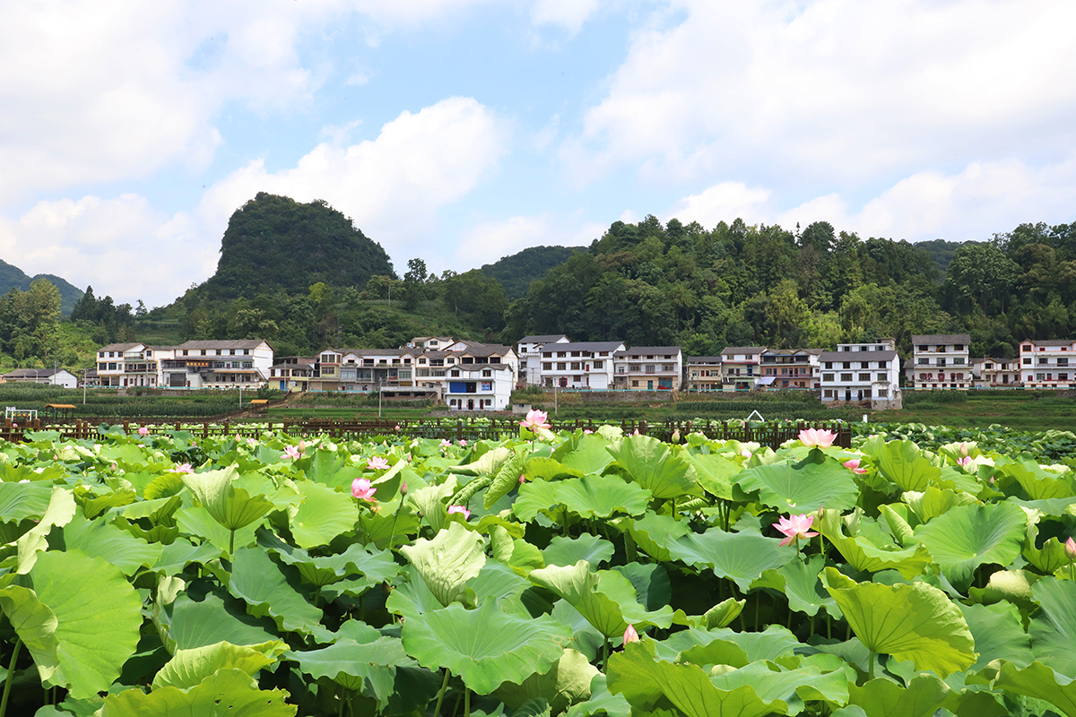 　　又是一年盛夏时，又到一年赏荷季。7月22日，记者在普定县化处镇水井村看到，该村千余亩荷花迎来盛开季节，荷花绽放的景象如诗如画。千余亩荷田与四围村落相映而成的乡村美景，吸引不少游客徘徊于观光栈道上，赏花赏景、拍照打卡。据悉，“四季普定·荷里有约”普定县第八届乡村嘉年华水井荷花节，将于7月27日开幕，改造提质后的荷花园焕然一新，将开启一场“荷您有约”的美妙之旅。（安顺日报融媒体中心记者 吴学思）