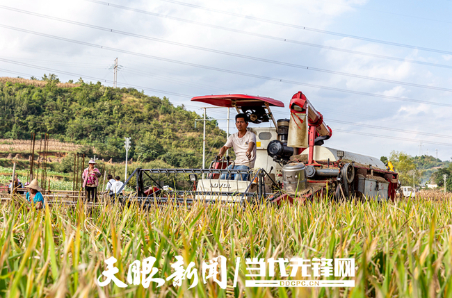 农忙时节，田野到处都是一片丰收繁忙景象。图为黔西县文峰街道田坎社区群众抢收水稻。范晖 摄（贵景网发）2.jpg