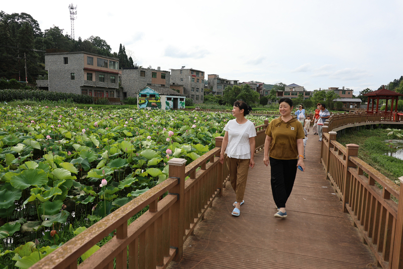 从长沙来的避暑游客肖登山和朋友在荷塘边散步.JPG