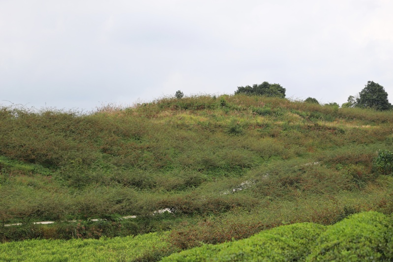 西秀区国良种植养殖场金刺梨种植基地.JPG