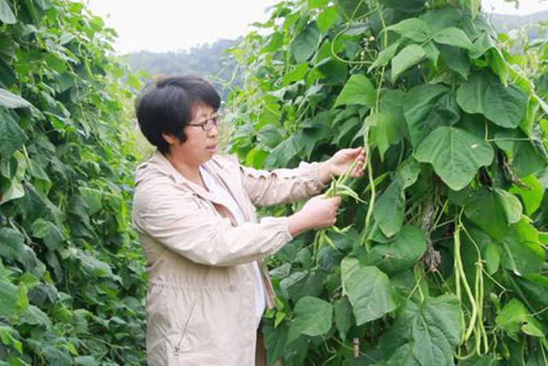 农技专家在田间地头查看无筋豆长势-FZ1002232106.jpg