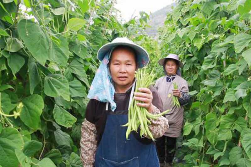 当地菜农在采摘无筋豆-FZ1002232102.jpg