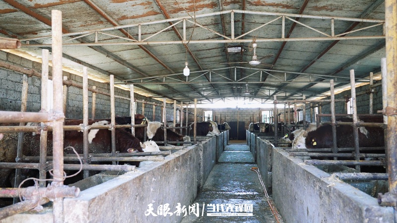 5 化屋村发展黄牛产业，打造出“肉中带筋、脂香浓郁”的区域品牌“化屋小黄牛”.jpg