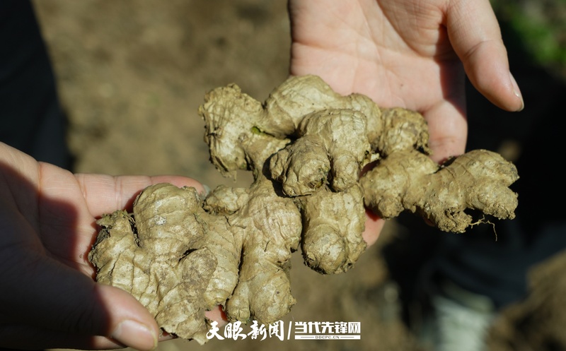 6 因昼夜温差悬殊，海拔落差大，化屋小黄姜不同于其他品种，其香味更加浓郁，口感更加丰富。.JPG