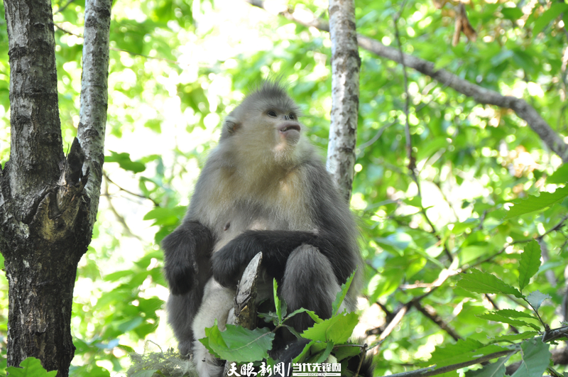 滇金丝猴（云南日报供图）.jpg