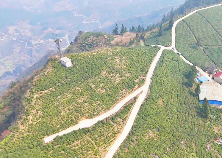 上寨茶场-FZ1002555002.jpg