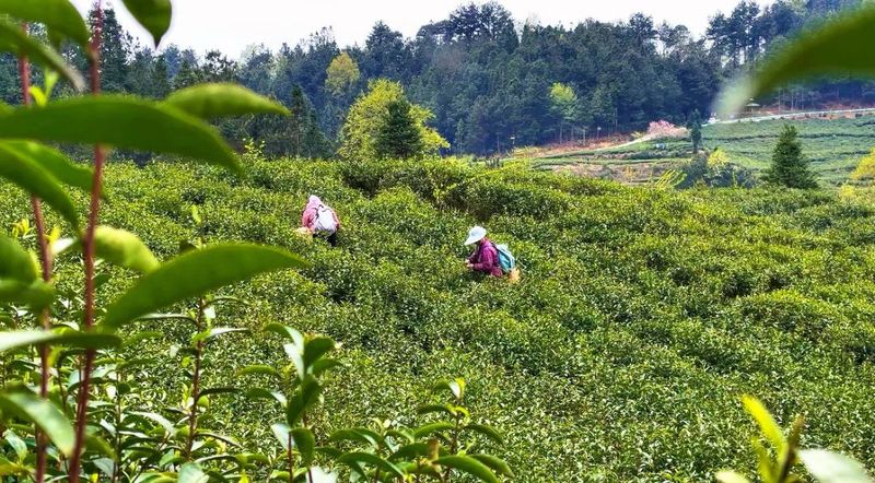 村民在贵州福裕天芽茶业有限公司茶园采茶-FZ1002591691.jpg