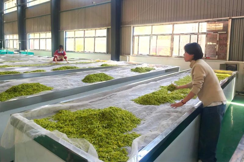 茶叶加工厂茶青摊清-FZ1002590802.jpg