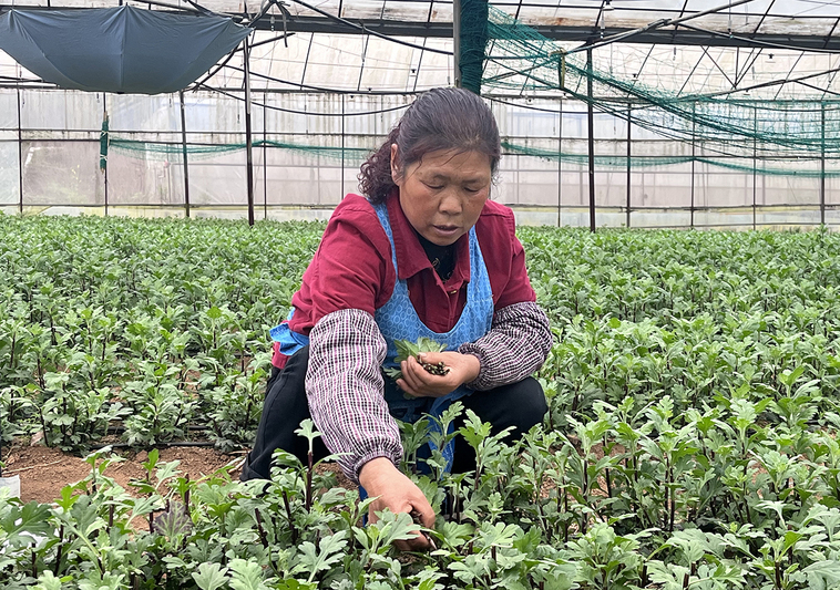 贵州大黔山生态农业有限公司：春风育菊绽新-FZ1002613091.jpg