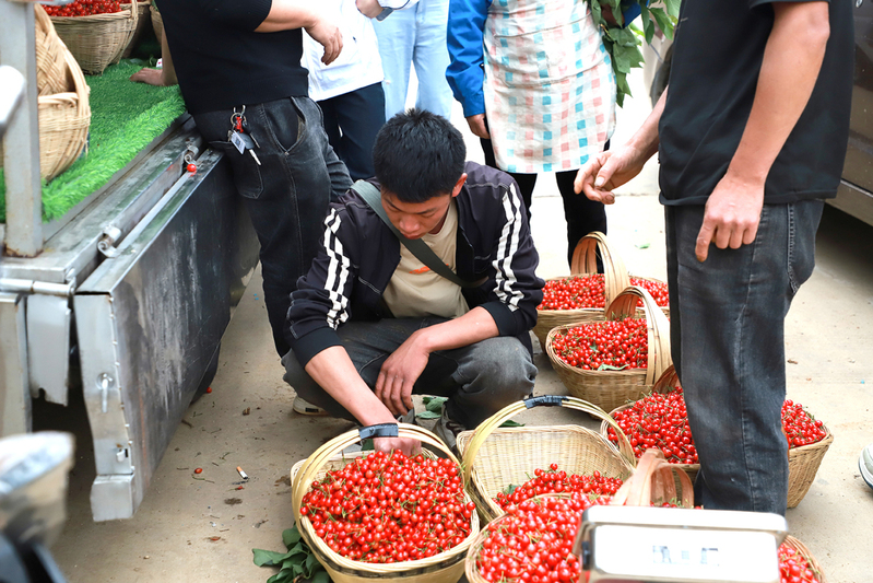 樱桃收购商-FZ1002628279.jpg