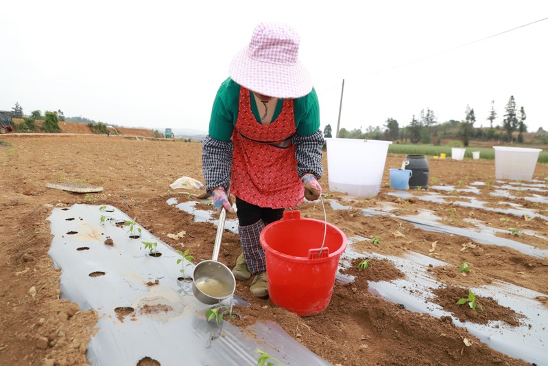 为栽种下的辣椒苗浇水-FZ1002631826.JPG