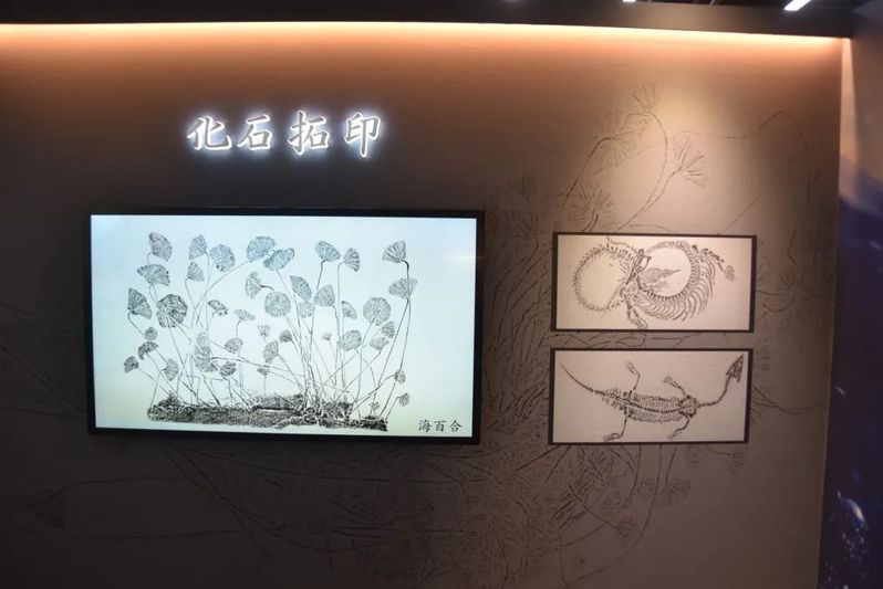 海百合化石拓印（关岭文广旅游局供图）-FZ1002645891.jpg