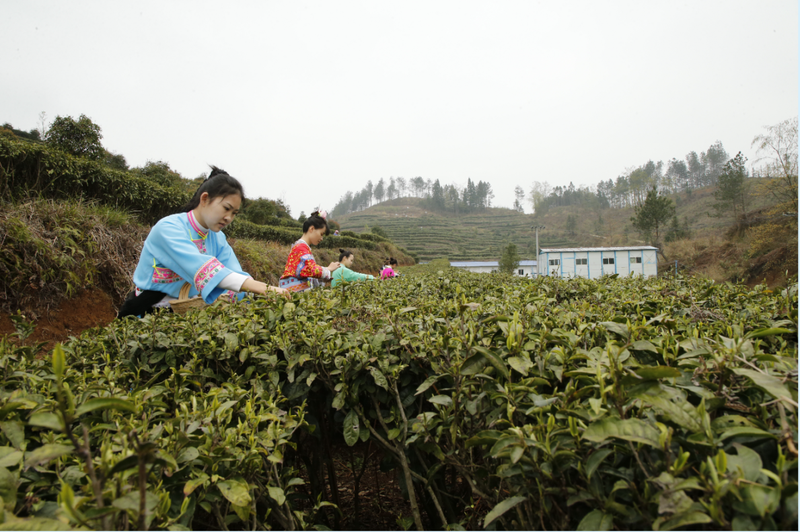 西秀区春茶采摘.png