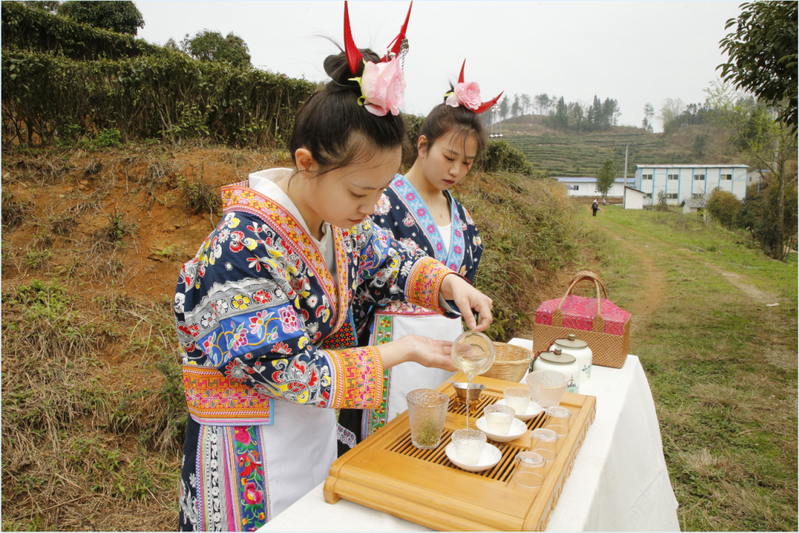 上茶山品春茶.png