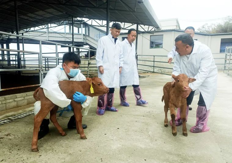 该县生态畜牧业发展中心的农技专家为刚生产的小牛犊进行“体检”.jpg