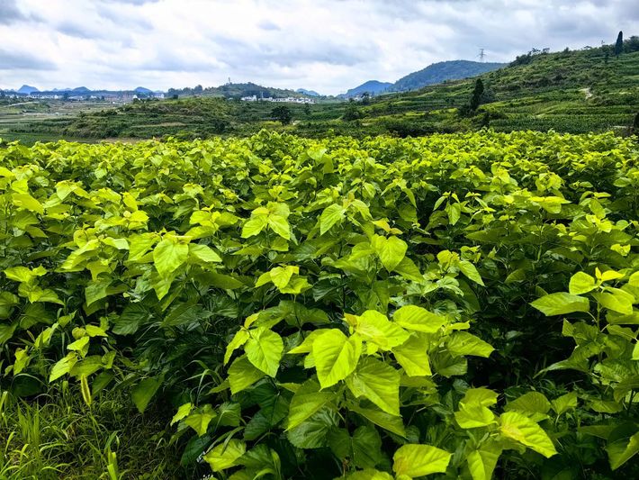 普定县桑叶种植基地.jpg