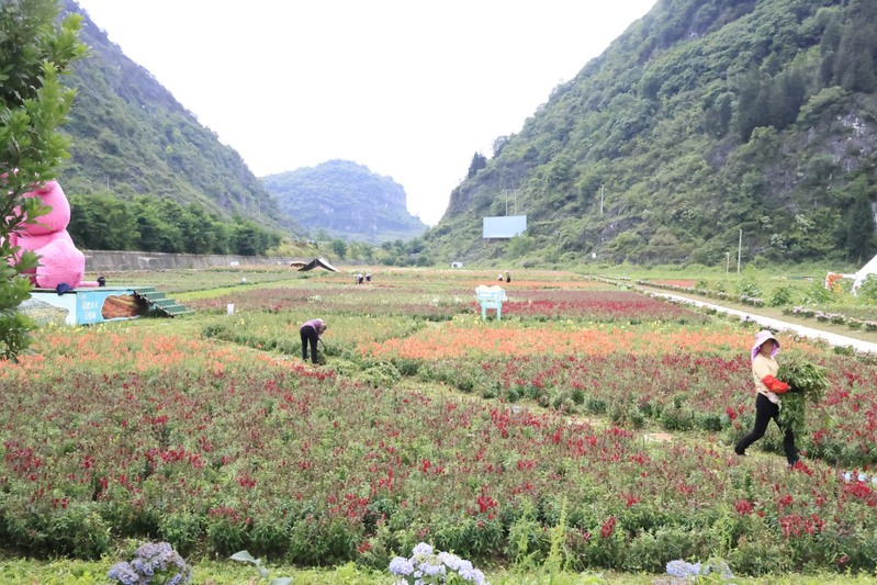 龙宫花之奇缘：以花为媒 绽放乡村振兴新图-FZ1002856608.JPG