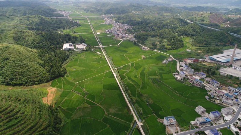 1000余亩优质水稻-FZ1002865729.jpg