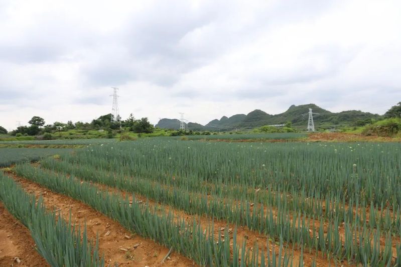 大西桥镇蔬菜产业园内连片种植的大葱-FZ1002926839.JPG