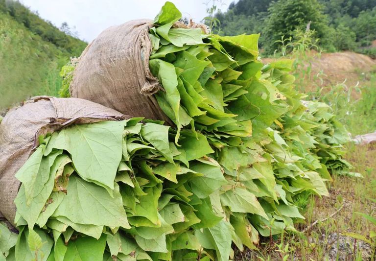 采收的烤烟堆成小山.JPG