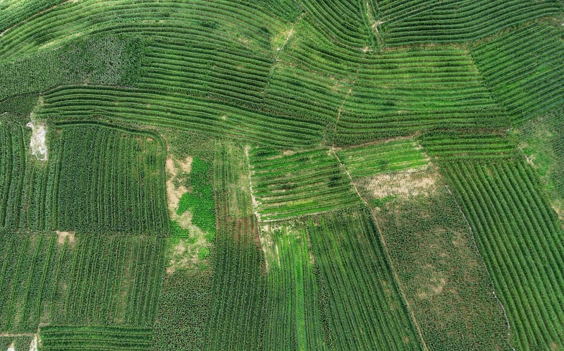 关岭大豆玉米带状复合种植机械化技术示范点-FZ1002984274.jpg