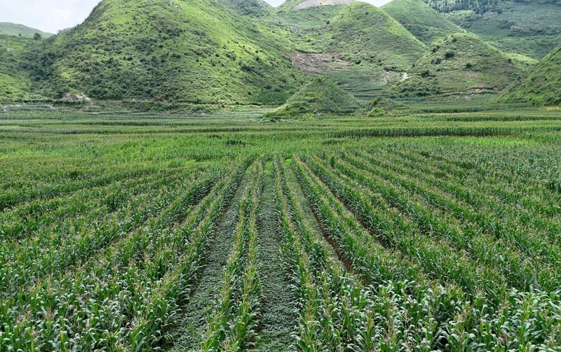 关岭大豆玉米带状复合种植机械化技术示范点-FZ1002984272.jpg