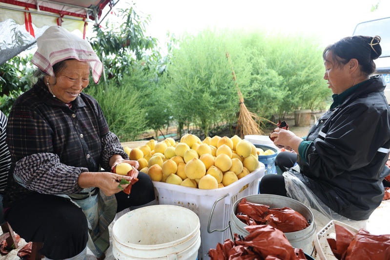 工人分拣黄桃-FZ10021006889.jpg