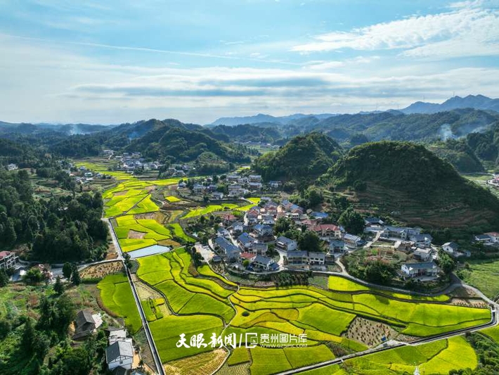 913705-2025年9月6日，贵州省遵义市播州区枫香镇花茂村，水稻陆续进入成熟期。(2).jpg