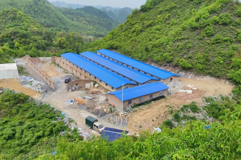 红达种养殖基地能繁母猪养殖场.jpg