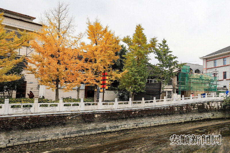 　　11月25日，在安顺古城及贯城河边上，金黄的银杏与古城相映成景。市民游客在一片金色的秋冬美景中，感受这座古城独特的历史韵味和自然风光。（安顺市融媒体中心记者 卢维 摄）