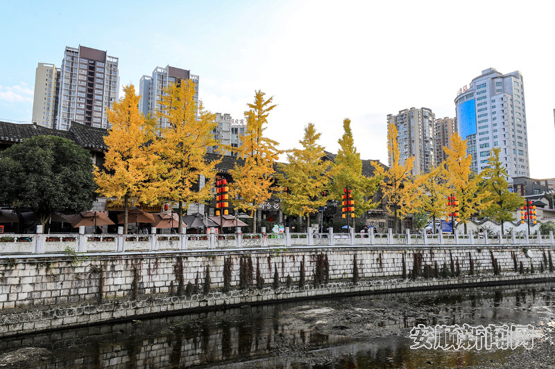 　　11月25日，在安顺古城及贯城河边上，金黄的银杏与古城相映成景。市民游客在一片金色的秋冬美景中，感受这座古城独特的历史韵味和自然风光。（安顺市融媒体中心记者 卢维 摄）