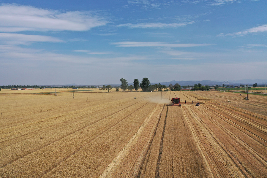 2025年6月3日,河南焦作,温县黄河街道滩王庄村农民驾驶收割机收获小麦。