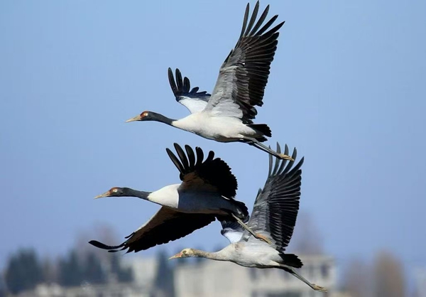 贵州威宁草海2898只“高原精灵”黑颈鹤开始北迁_fororder_图片2