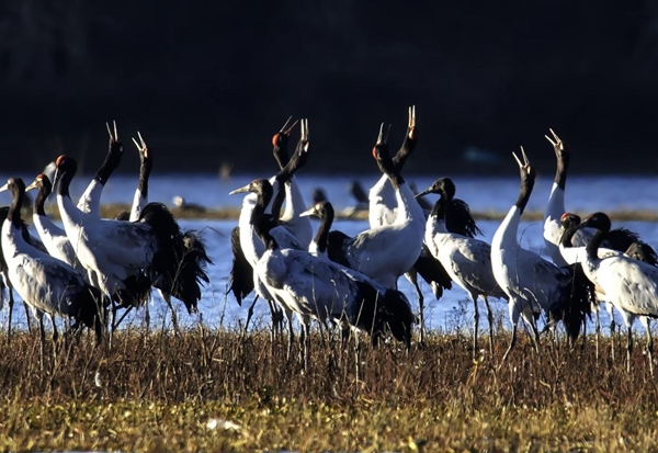 贵州威宁草海2898只“高原精灵”黑颈鹤开始北迁_fororder_图片3
