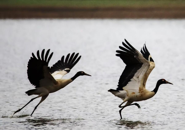 贵州威宁草海2898只“高原精灵”黑颈鹤开始北迁_fororder_图片5