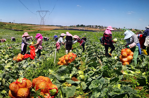 平坝高田高标准蔬菜基地蔬菜喜迎丰收.jpeg 平坝高田高标准蔬菜基地蔬菜喜迎丰收.jpeg