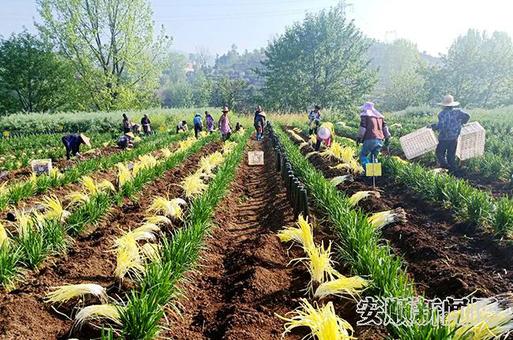 韭黄地里劳作的群众.jpg 韭黄地里劳作的群众.jpg