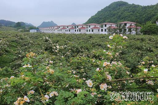大坝村金刺梨花盛开.jpg 大坝村金刺梨花盛开.jpg