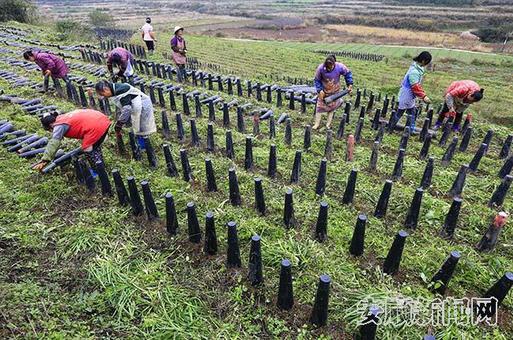 塘约村韭黄产业种植 卢维 摄影.jpg 塘约村韭黄产业种植 卢维 摄影.jpg