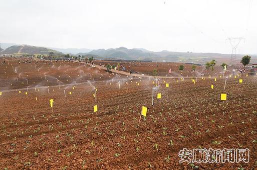 平坝高标准蔬菜园区自动化喷灌.jpg 平坝高标准蔬菜园区自动化喷灌.jpg