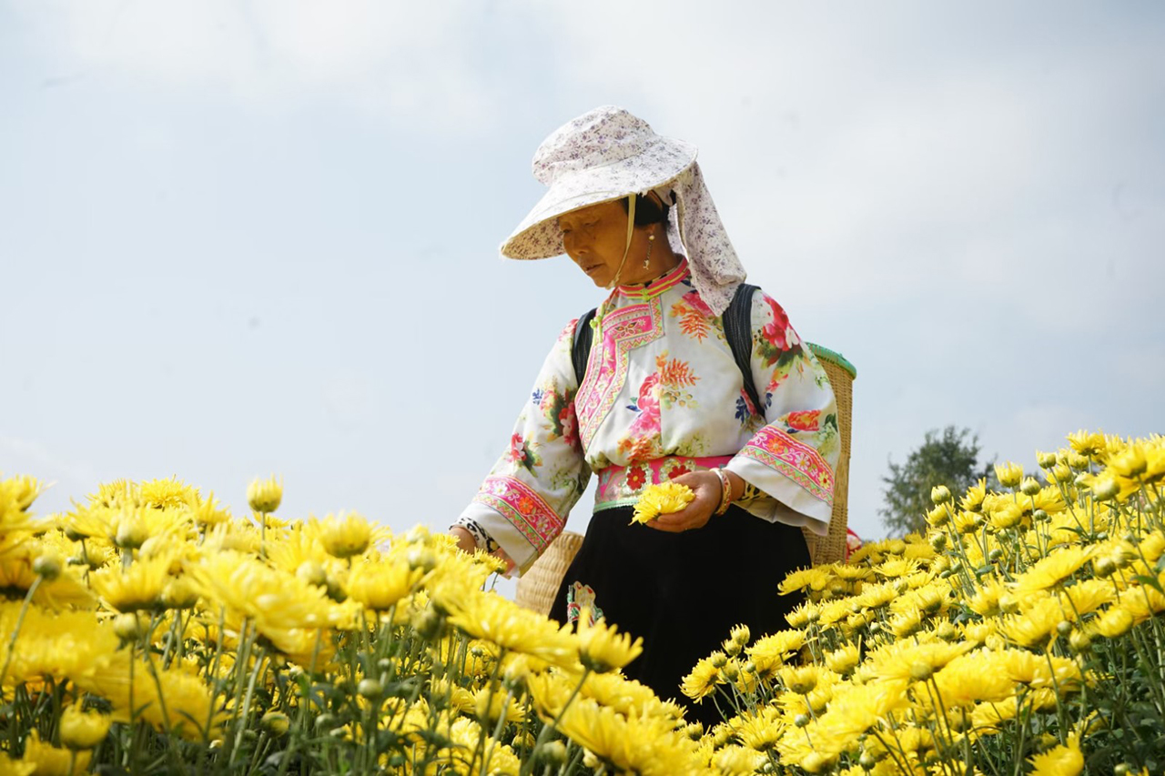 10月，平坝区白云镇花柱村的400多亩金丝皇菊争相怒放，朵朵鲜花铺满山野，色泽金黄，形如金丝，微风吹过，清香扑鼻。（安顺日报社大数据智慧全媒体记者  徐芹）