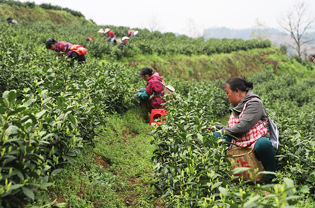 　　春回大地，茶叶飘香，眼下正是春茶采摘的好时节。
　　茶产业作为安顺重要的支柱农业产业，小小的一片茶叶支撑着多个县区的经济发展。在这些县区中，普定的茶叶产业尤为突出。截至目前，全县茶园面积达8.61万亩，可采面积6.54万亩。2020年底，全县茶叶产量1300吨，产值3.9亿元。（安顺日报社大数据智慧全媒体记者  伍水清  张江隆）