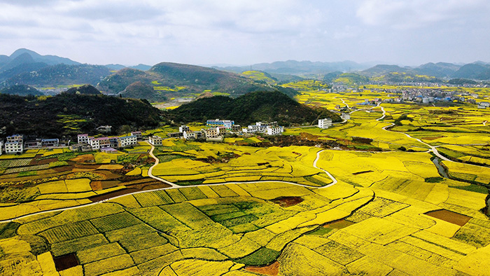 3月13日，记者来到西秀区大西桥镇中所村，该村油菜花竞相盛放，美不胜收。图为航拍中所村油菜花。安顺日报社大数据智慧全媒体记者 高智