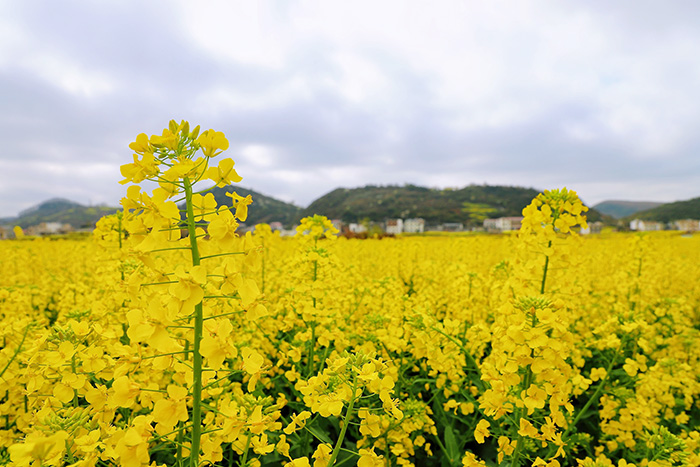 3月13日，记者来到西秀区大西桥镇中所村，该村油菜花竞相盛放，美不胜收。图为航拍中所村油菜花。安顺日报社大数据智慧全媒体记者 高智