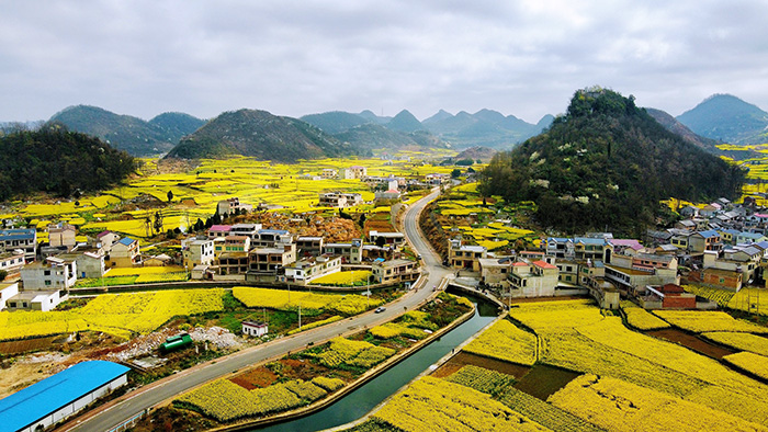 3月13日，记者来到西秀区大西桥镇中所村，该村油菜花竞相盛放，美不胜收。图为航拍中所村油菜花。安顺日报社大数据智慧全媒体记者 高智