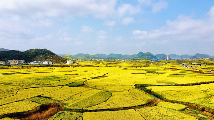 3月13日，记者来到西秀区大西桥镇中所村，该村油菜花竞相盛放，美不胜收。图为航拍中所村油菜花。安顺日报社大数据智慧全媒体记者 高智