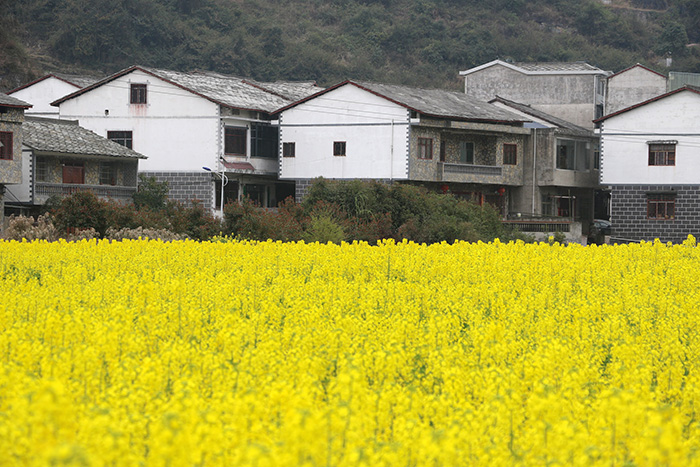 3月11日，随着气温逐渐回升，西秀区七眼桥镇本寨村的油菜花竞相绽放。金灿灿的油菜花海，吸引附近游人前来赏花游玩，感受春天的气息。
本寨村2021年被确认为中国美丽休闲乡村，每到春天，油菜花盛开，都会有游客前来“打卡”赏花，绘就一幅“人在花中游，影在花中留，情在花中醉”的生态美景图。安顺日报社大数据智慧全媒体记者 郭黎潇