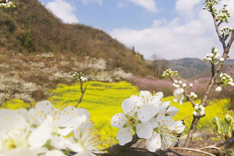 　　千里黔中春色秀，十里花香扑面来。3月的安顺是花儿的世界。因为气候的原因，今年的李花、桃花、樱桃花、梨花、油菜花竞相开放。周末休假时光，市民纷纷外出郊游。西秀区宁谷与龙宫之间的万亩油菜地里，横、竖、斜的线条组成一幅美丽的彩色画卷。（安顺日报社大数据智慧全媒体记者 刘现虹 摄）