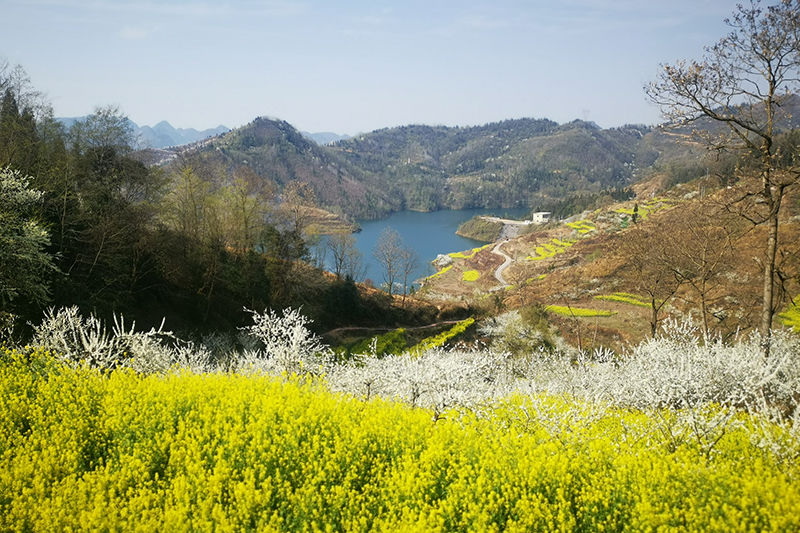 　　千里黔中春色秀，十里花香扑面来。3月的安顺是花儿的世界。因为气候的原因，今年的李花、桃花、樱桃花、梨花、油菜花竞相开放。周末休假时光，市民纷纷外出郊游。西秀区宁谷与龙宫之间的万亩油菜地里，横、竖、斜的线条组成一幅美丽的彩色画卷。（安顺日报社大数据智慧全媒体记者 刘现虹 摄）