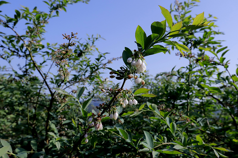 　　村内巷道干净整洁，家家户户门前修葺的木质栅栏围成了“小花坛”“小菜园”，园子里蓝莓开出朵朵白花……去年以来，紫云自治县板当镇硐口村以打造全省特色田园乡村·乡村振兴集成示范试点为契机，从“美丽庭院”里的乡村诗意，到生态绿色产业释放的发展红利，绿色擦亮了村居环境，让乡村变了样子，也让村民们的生活发生着改变。图为蓝莓开出白色的花朵（安顺日报社大数据全媒体记者  伍水清  摄影报道）